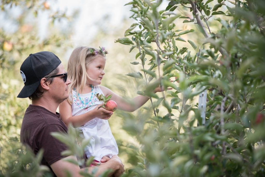 Father holding daughter picking apple from tree