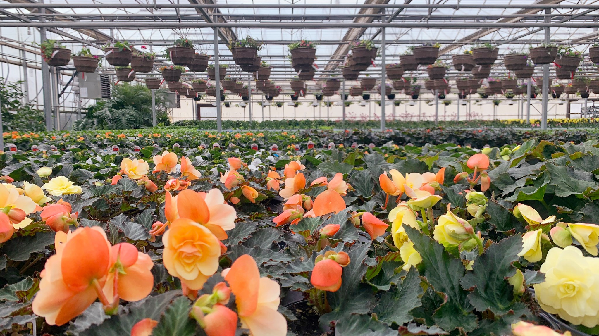 greenhouse, begonias in foreground